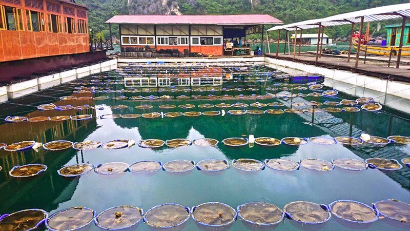 Paradise Cruise Hanoi