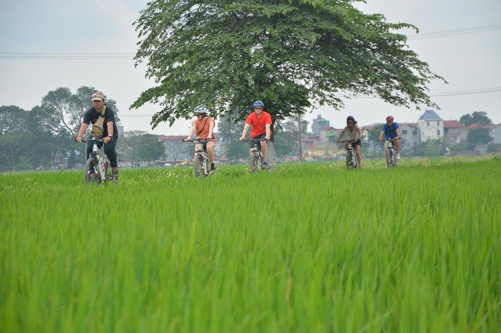 Cyclists riding through rice fields outside Hanoi