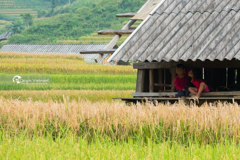 Golden rice fields during harvest season near Hanoi