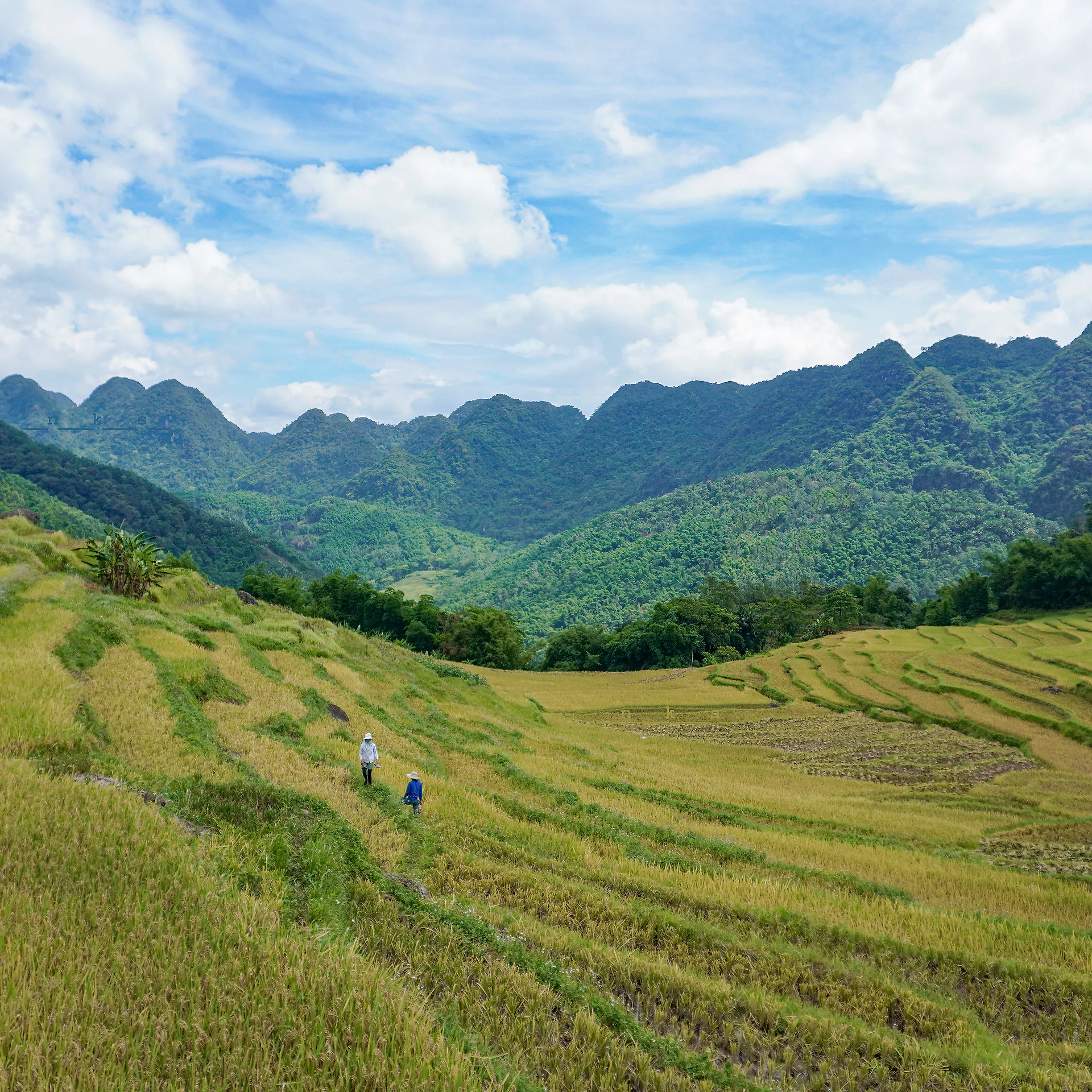 Lush terraced rice fields cascading through the highlands of Central Vietnam