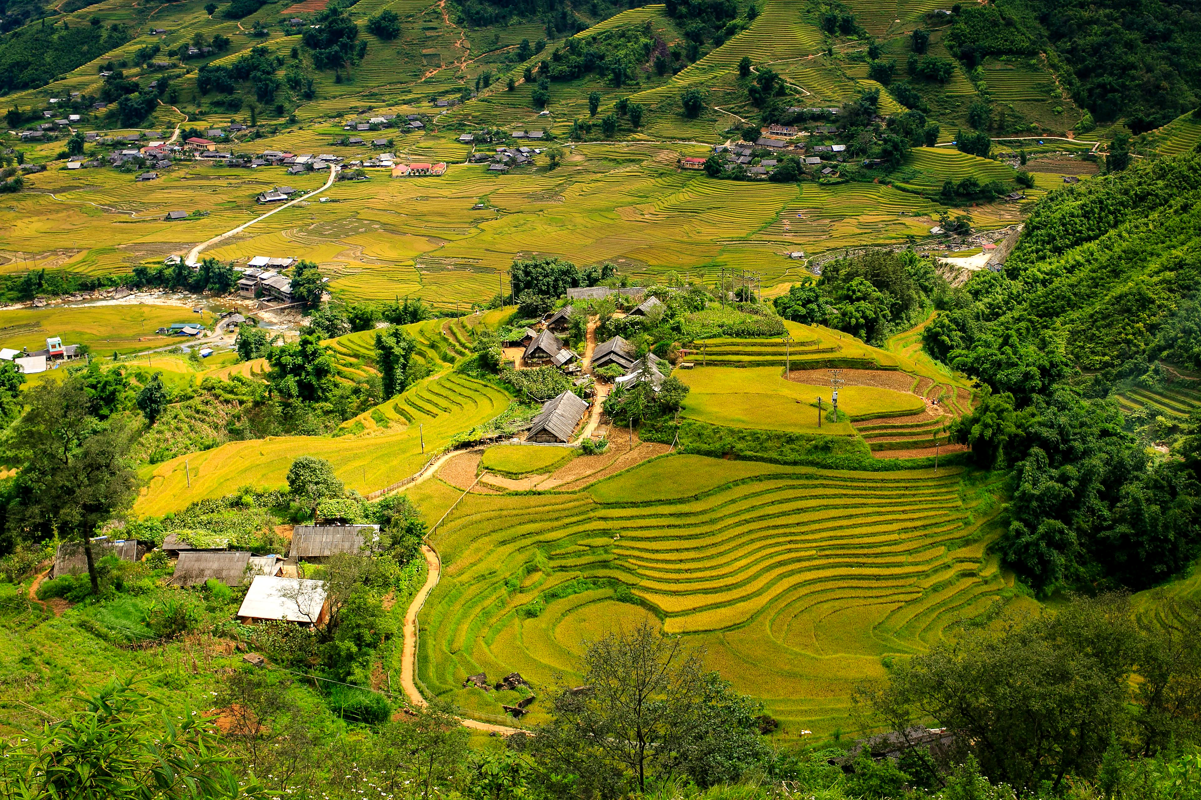 Terraced rice fields cascading down the valleys of Sapa in northern Vietnam