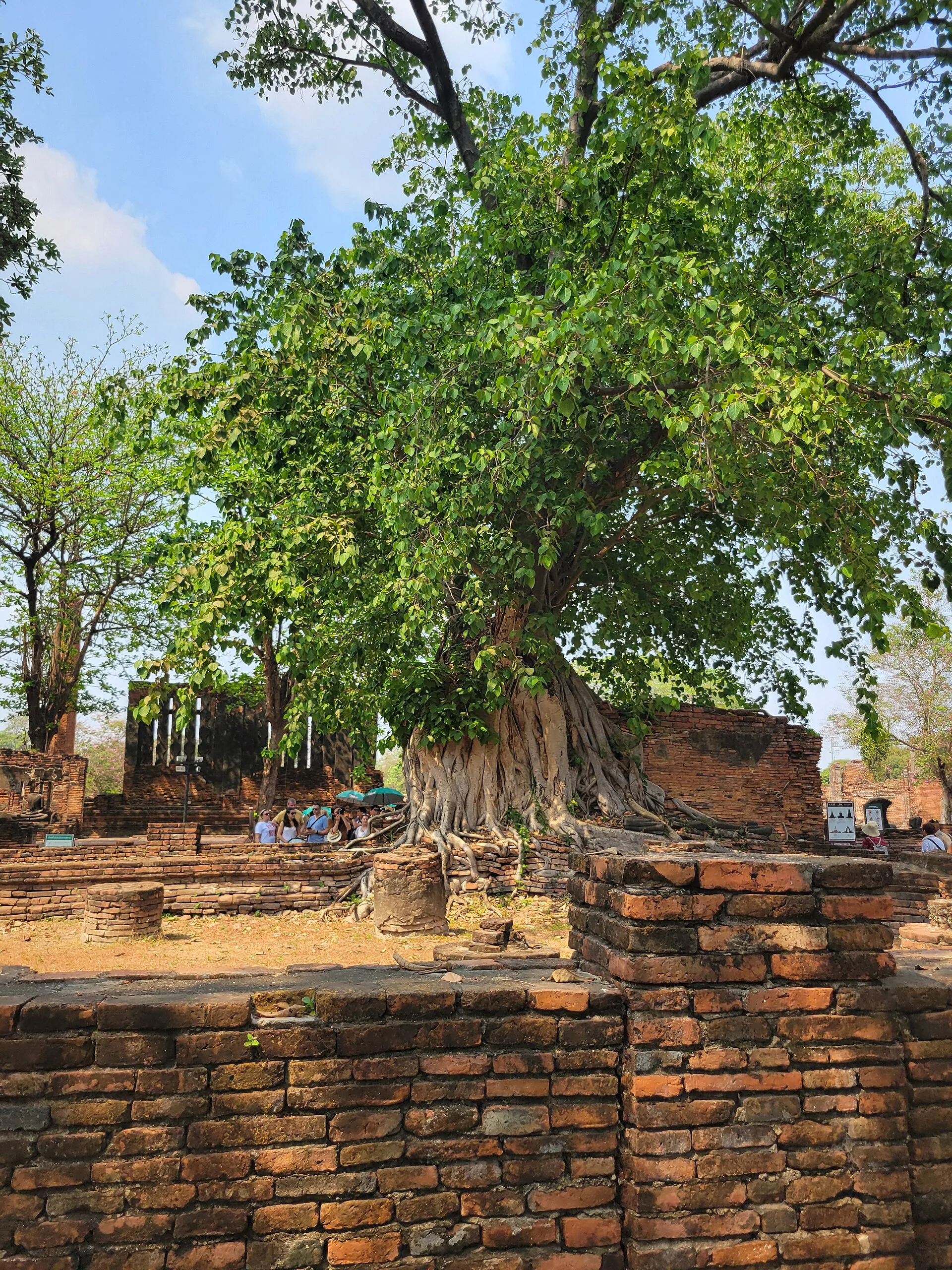 Historical Highlights of Ayutthaya Full day
