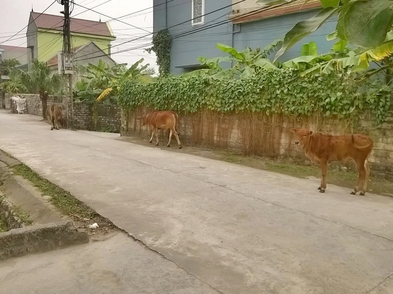 OFF ROAD TREKKING/ BIKING
