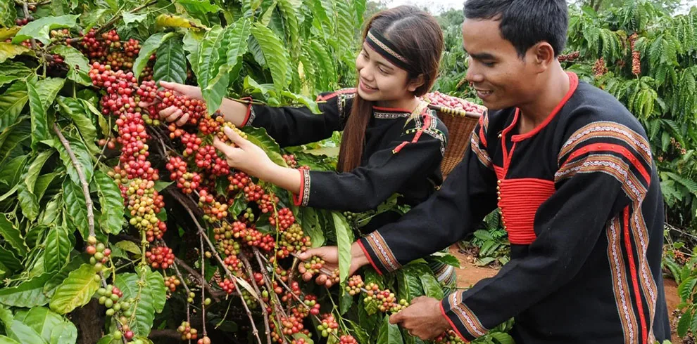 Discover the Holy land of Vietnam's Coffee - 01 Day