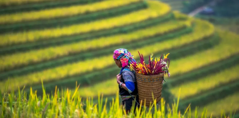 Easy Sapa Ethnic Tour 3 Days | Authentic Mountain Experience by Shuttle Bus from Hanoi