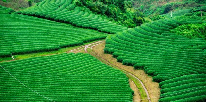 Mai Chau