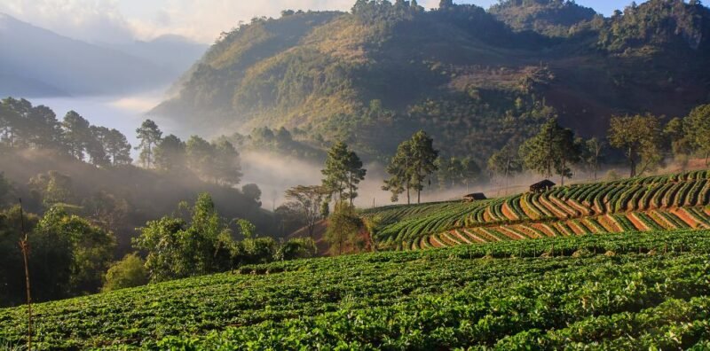 Mai Chau