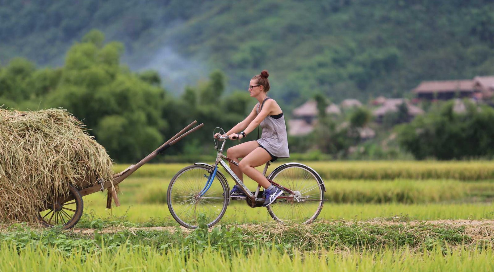 Cyclists riding through rice fields in Mai Chau valley
