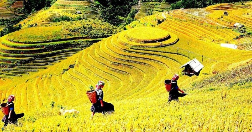 Cycling through lush rice fields outside Hanoi with Vietnam Travelers