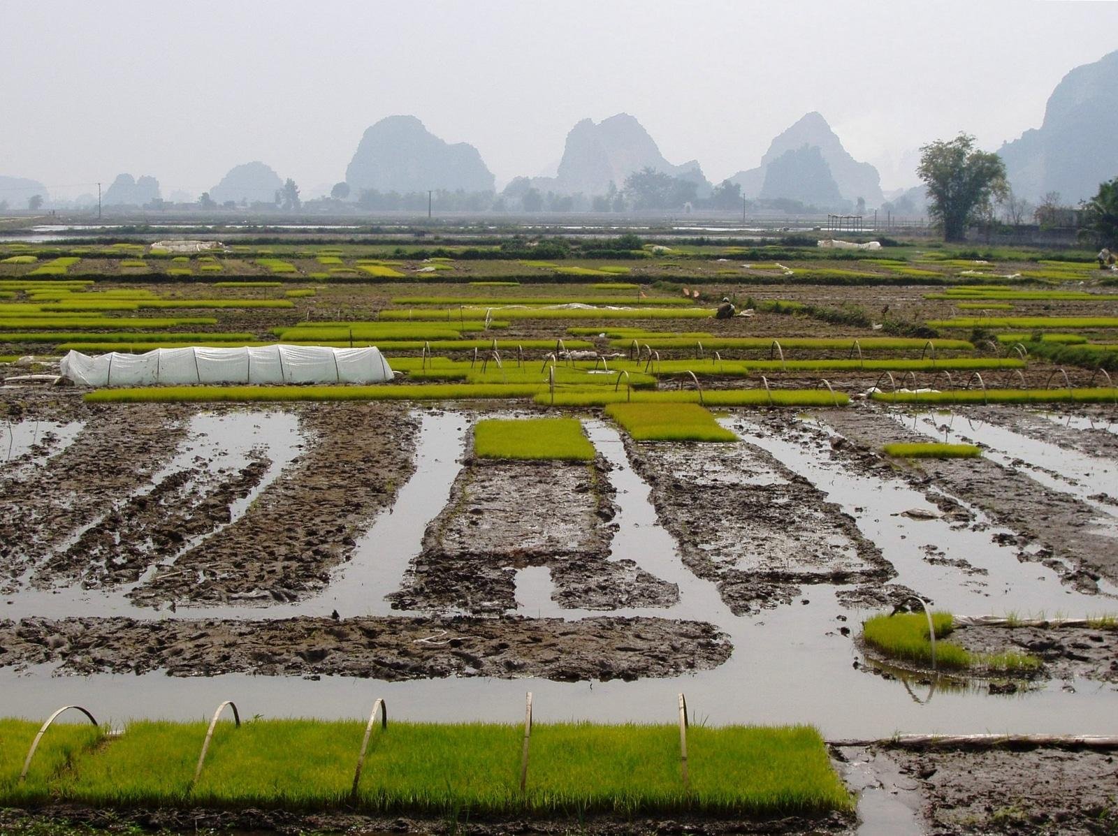 Rice fields in the Red River Delta region between Hanoi and Ninh Binh