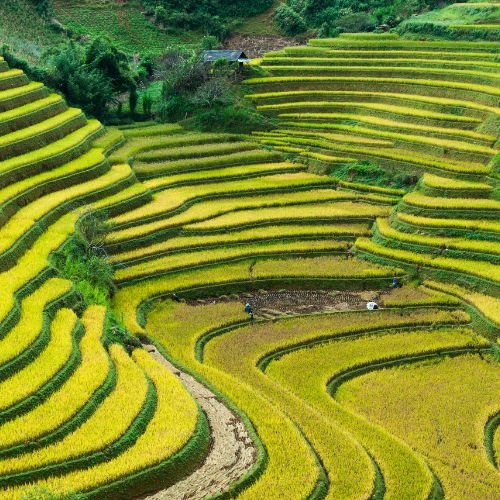 Hanoi Car Rental | Hanoi to Mu Cang Chai 4D/3N