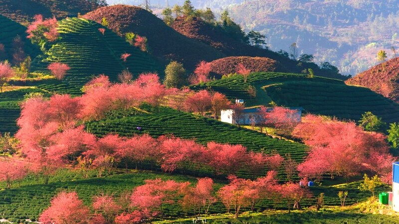Hanoi to Sapa Travel: A Scenic Escape to Rice Terraces and Mountain Peaks