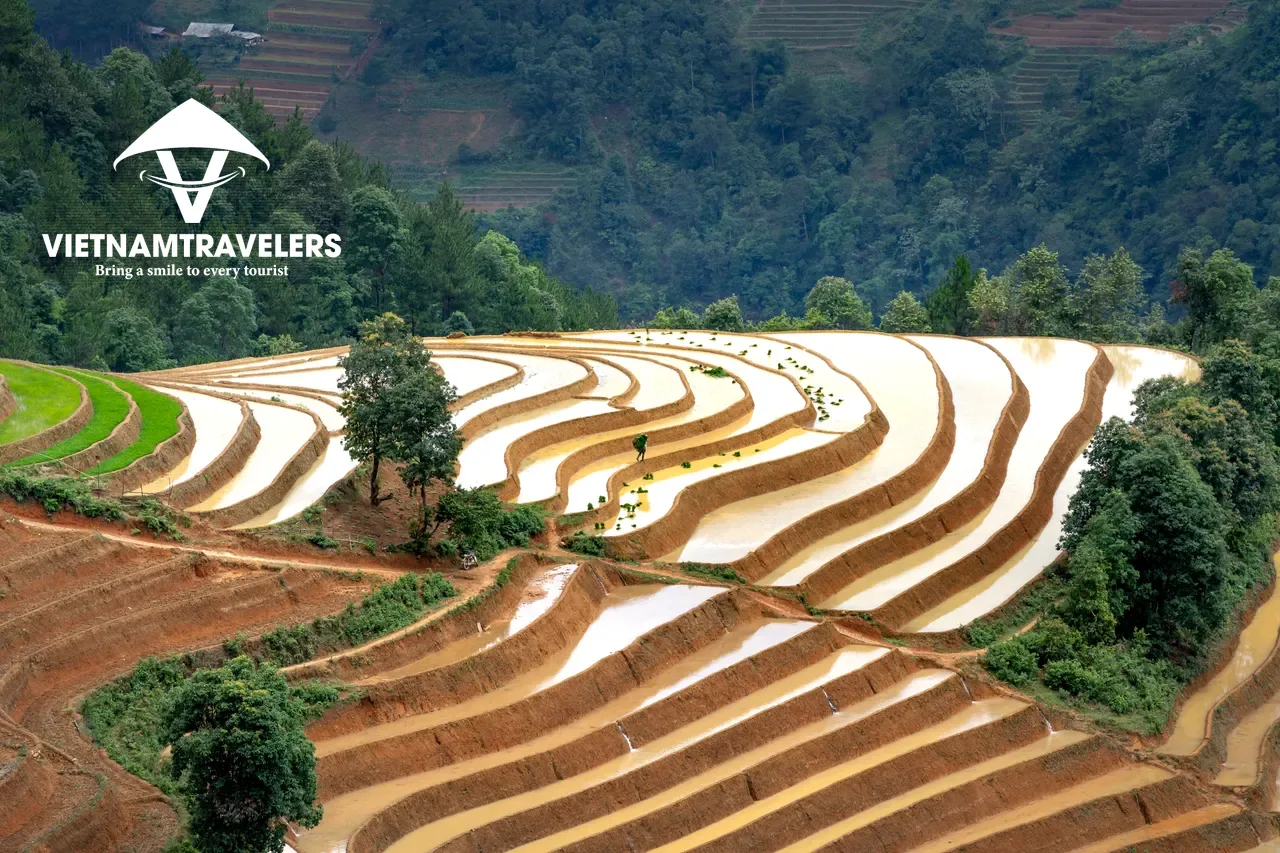 MU CANG CHAI ESSENTIALS