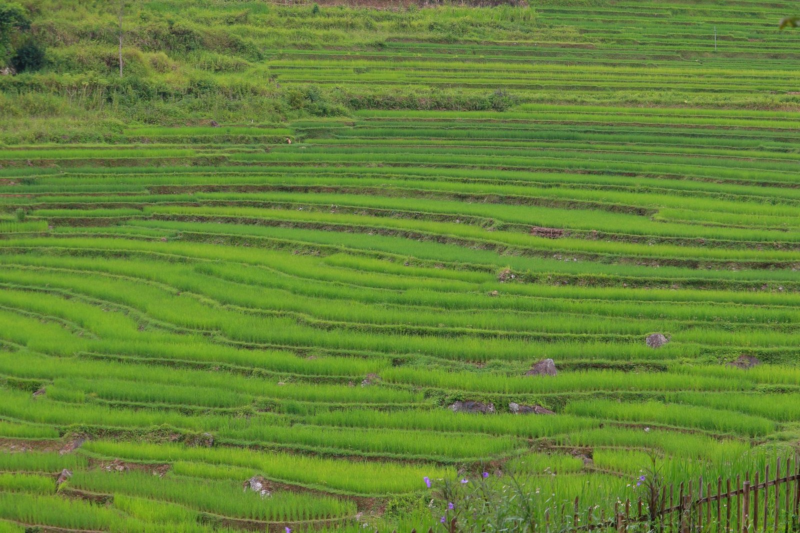 Hanoi – Sapa – Ninh Binh – Halong Bay | Authentic Experience – 07 Days