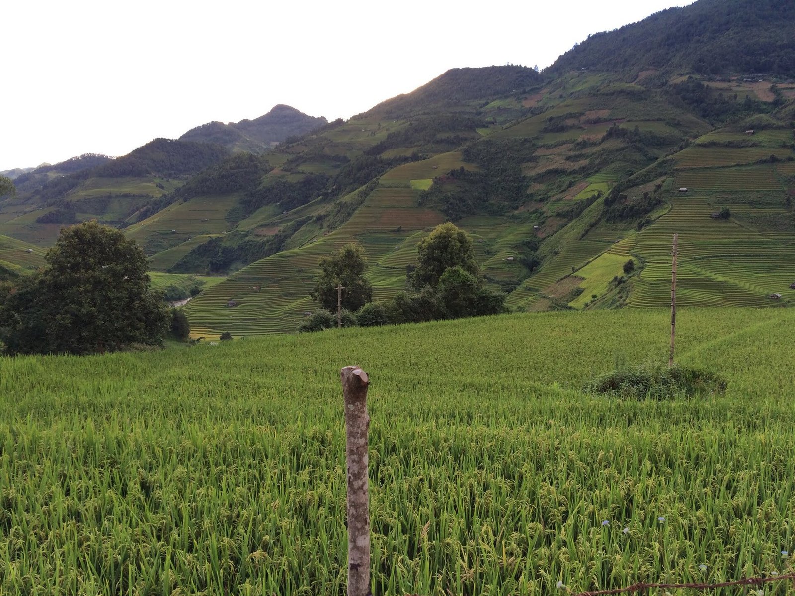 Mu Cang Chai Essentials - 3 Days Trekking from Hanoi