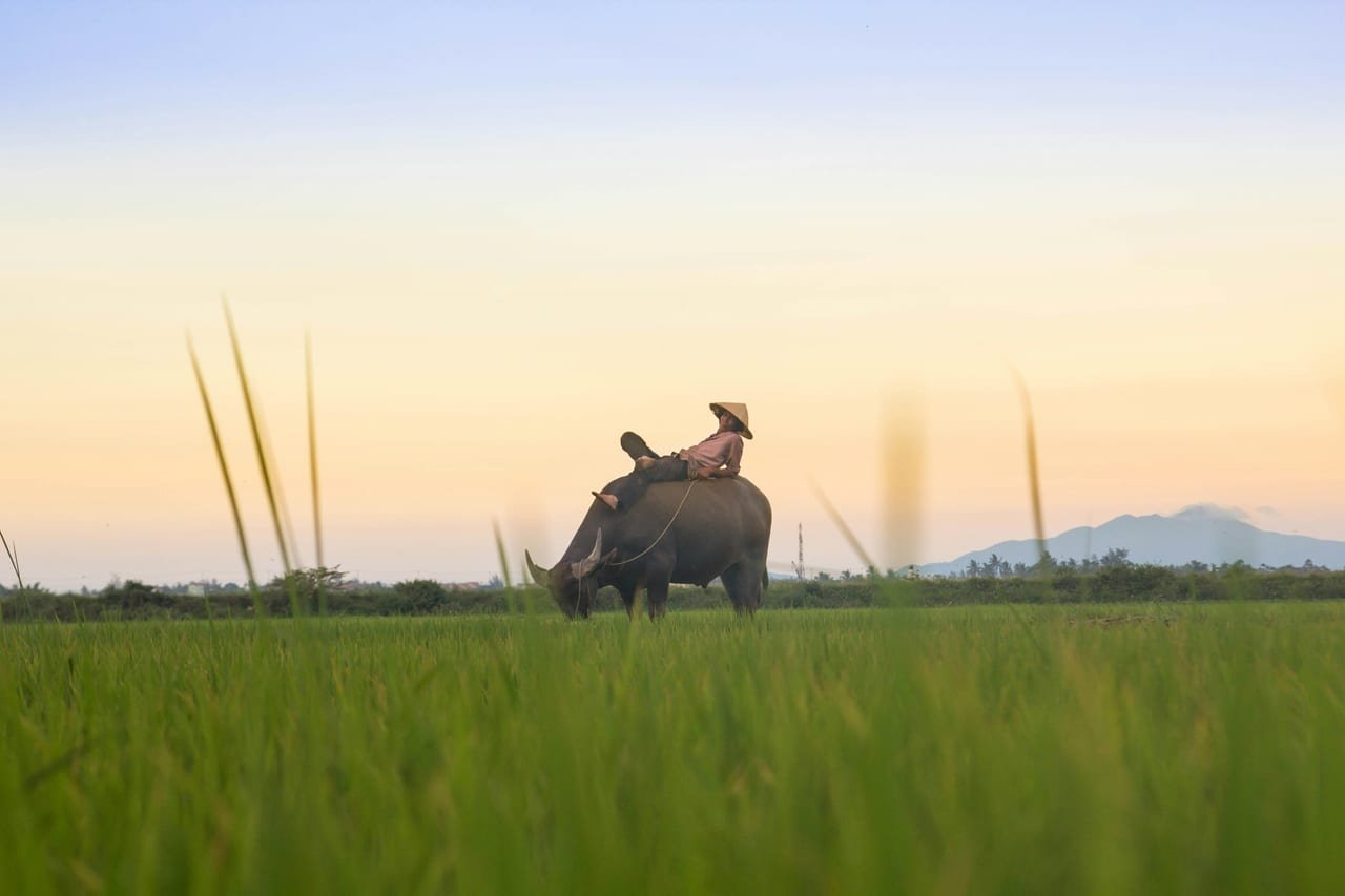 Explore My Son Sanctuary From Hoi An - Private Tour