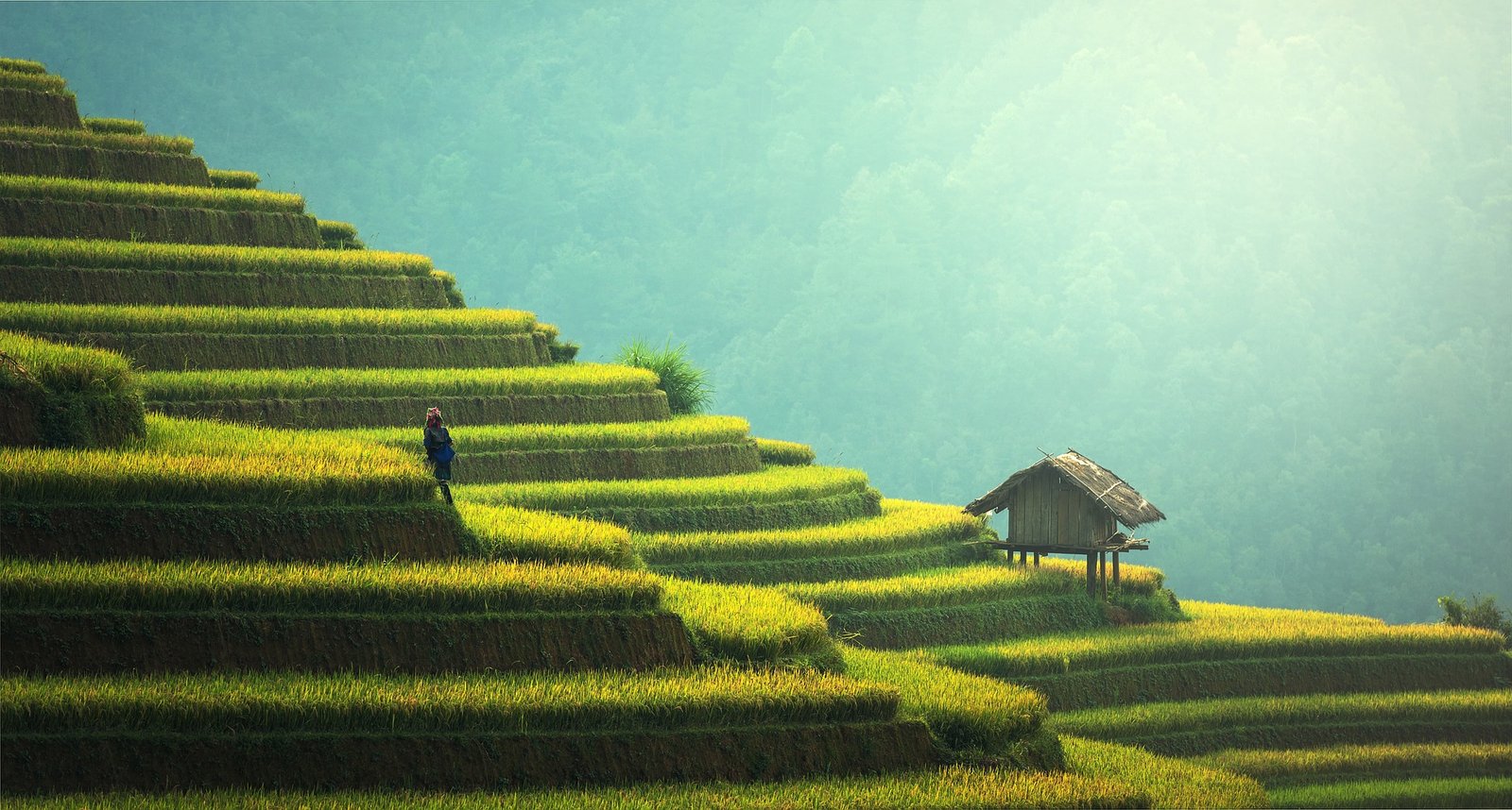 MU CANG CHAI & HALONG BAY