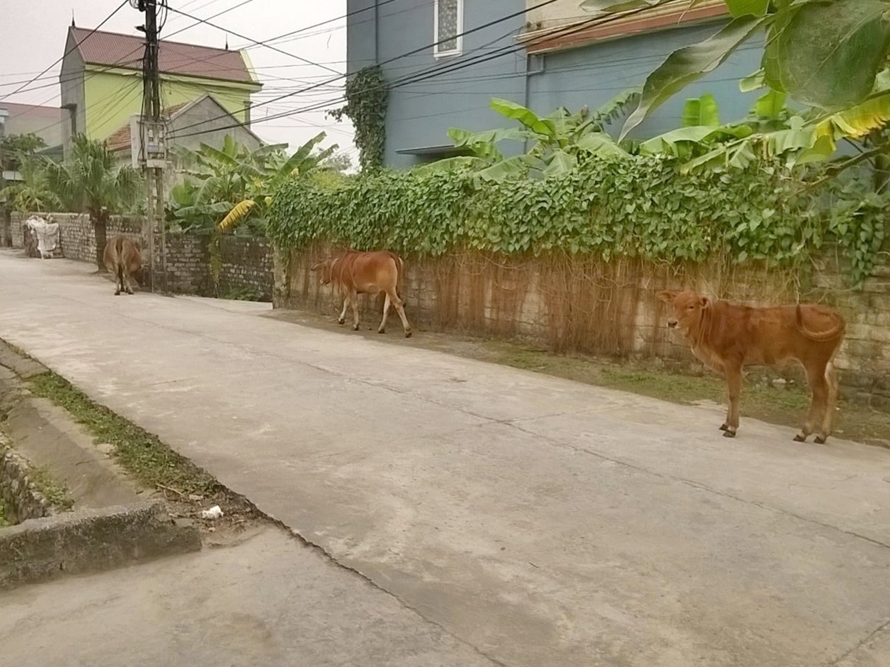 OFF ROAD TREKKING/ BIKING
