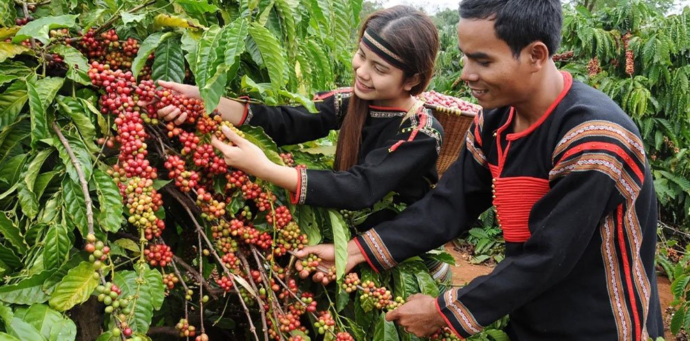 Discover the Holy land of Vietnam's Coffee - 01 Day