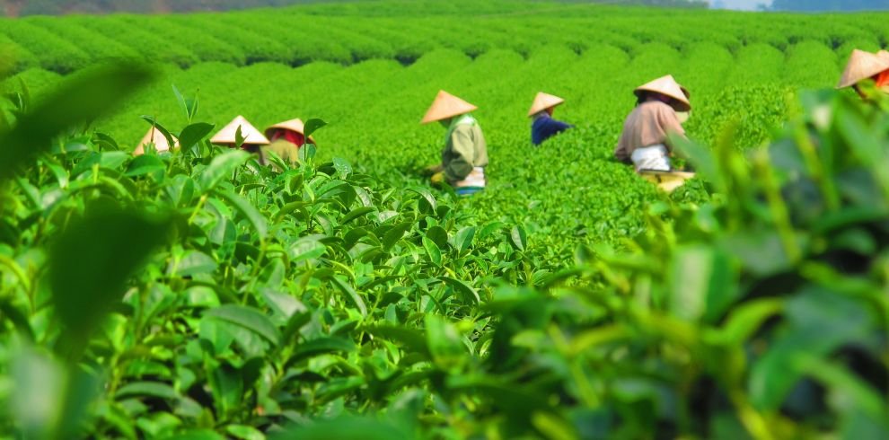 Hanoi Eco Tour: Ba Vi National Park Wonders & Tea Plantation
