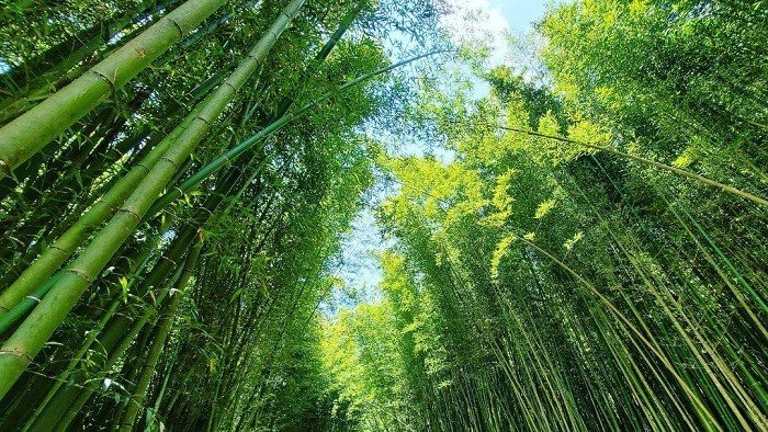 Tour Xe May Cao Bang