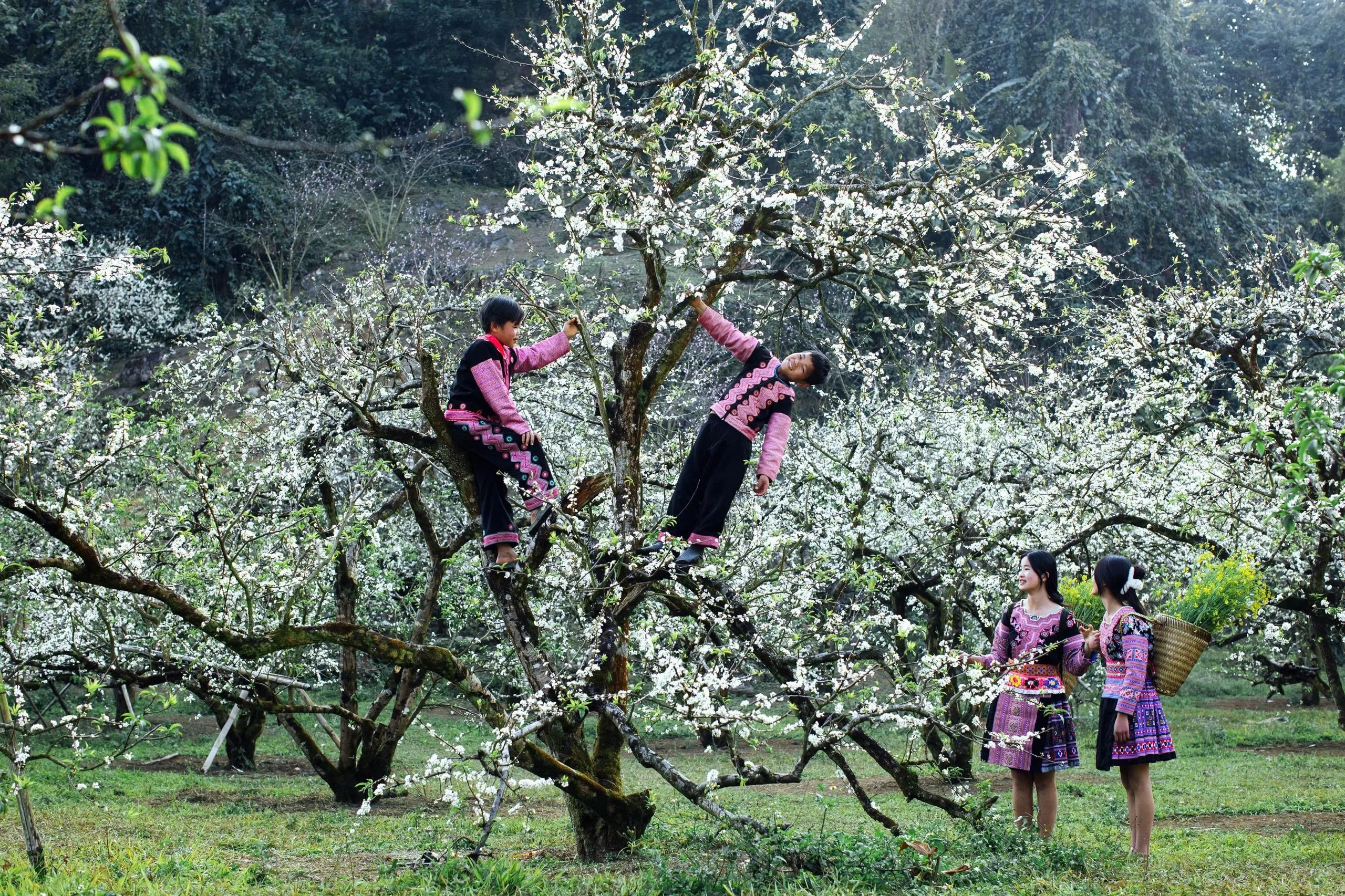 Moc Chau Tours