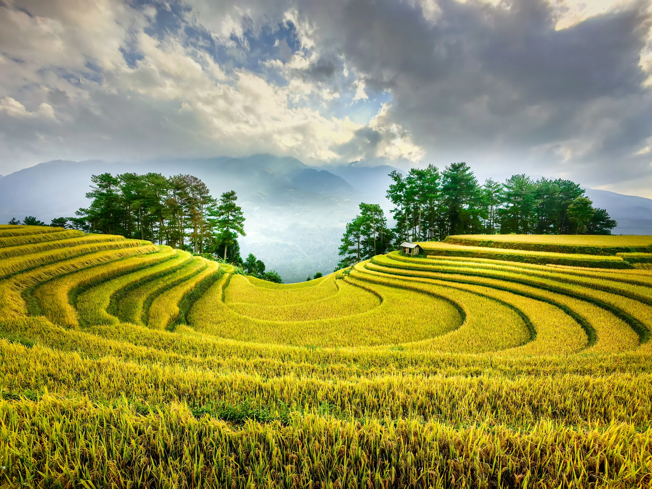 Terraced rice fields cascading down the valleys of Sapa in northern Vietnam