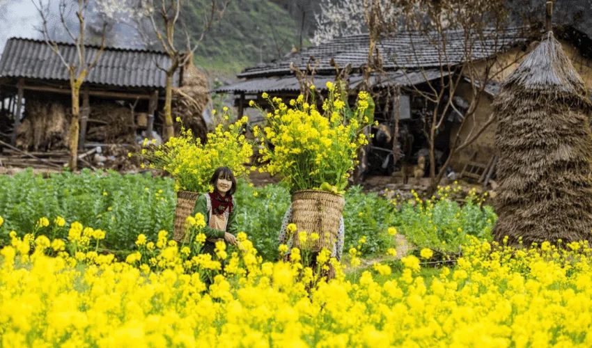 The season of yellow mustard flowers is characteristic of the northern mountainous region