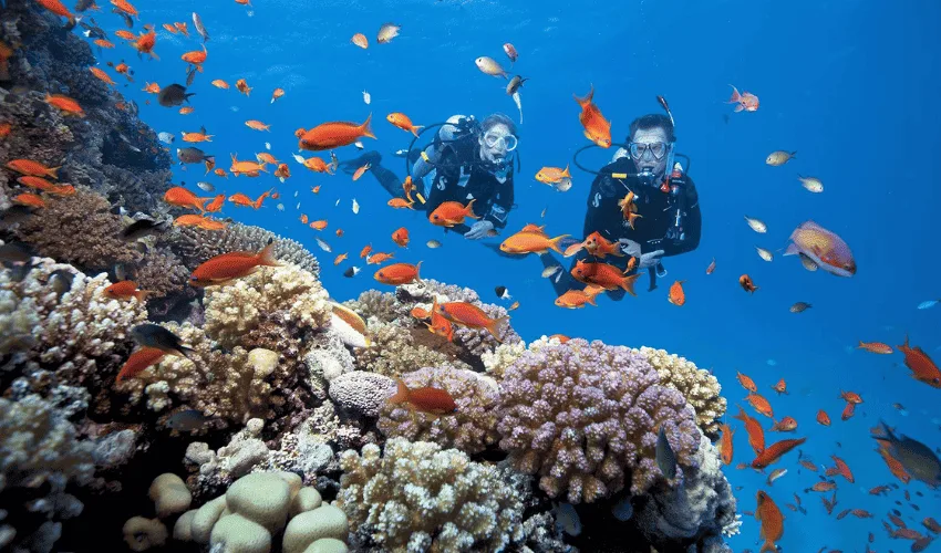 Scuba diving to see coral reefs
