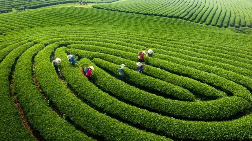 Curving rows of green tea plants on the hills of Moc Chau Plateau