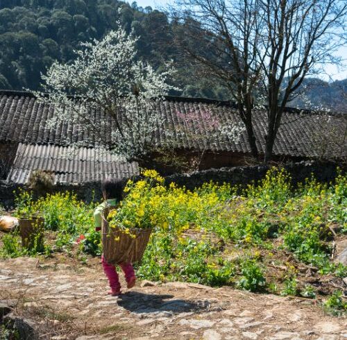 Ha Giang