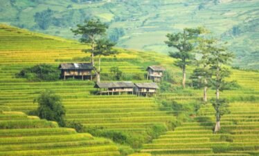 sapa