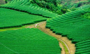 Mai Chau