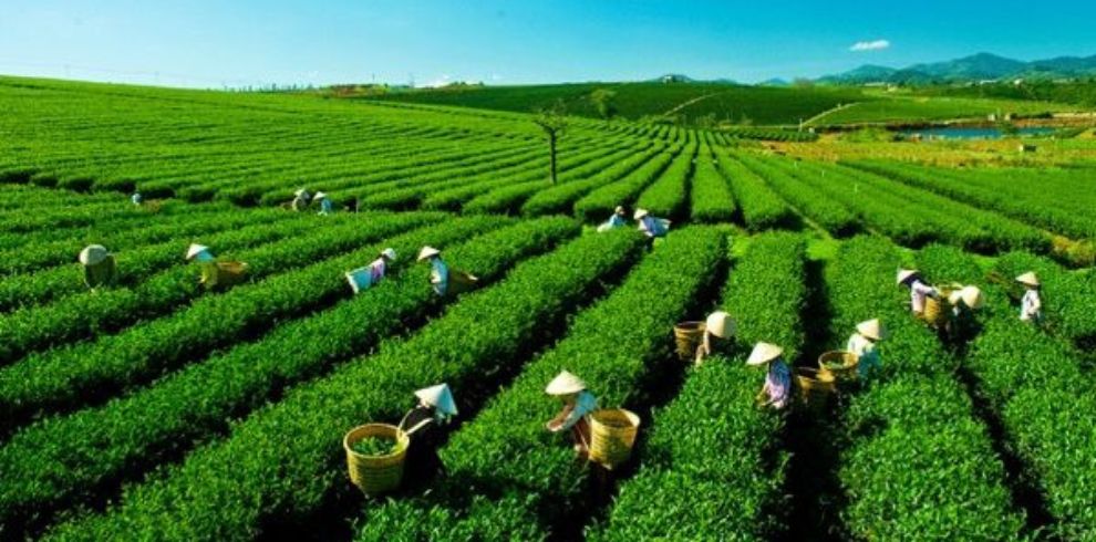 Tea & Coffee Tour in Dalat