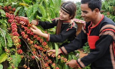 Discover the Holy land of Vietnam’s Coffee – 01 Day
