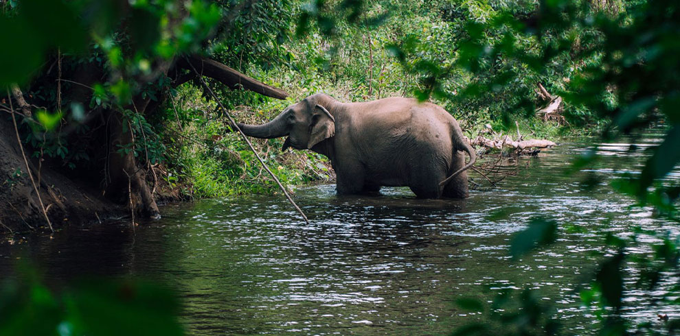 buon-ma-thuot-Yokdon-national-park-1